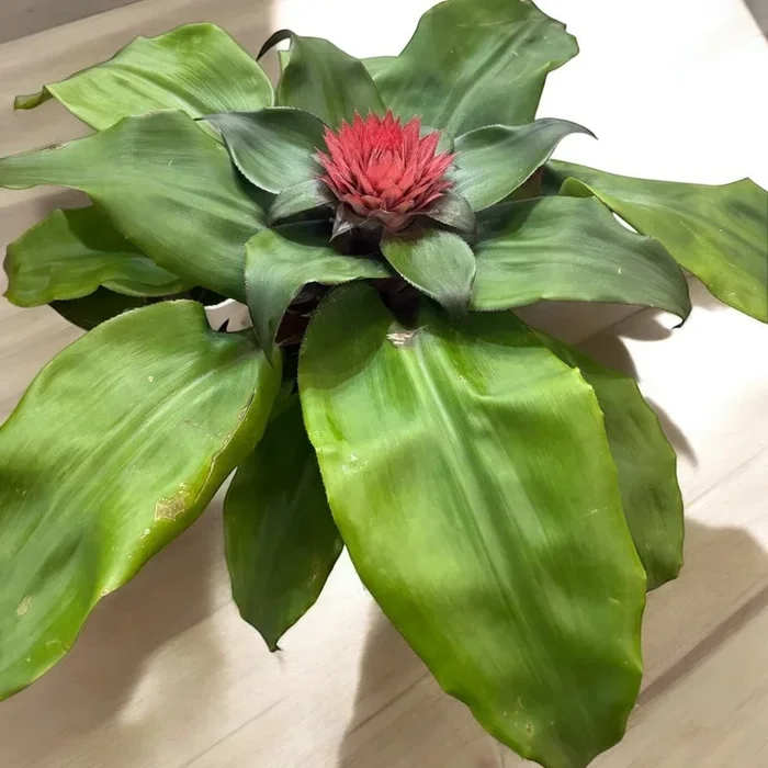 Aechmea