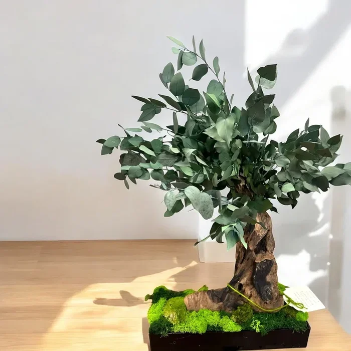 Bonsai – stabilizzato – eucalipto