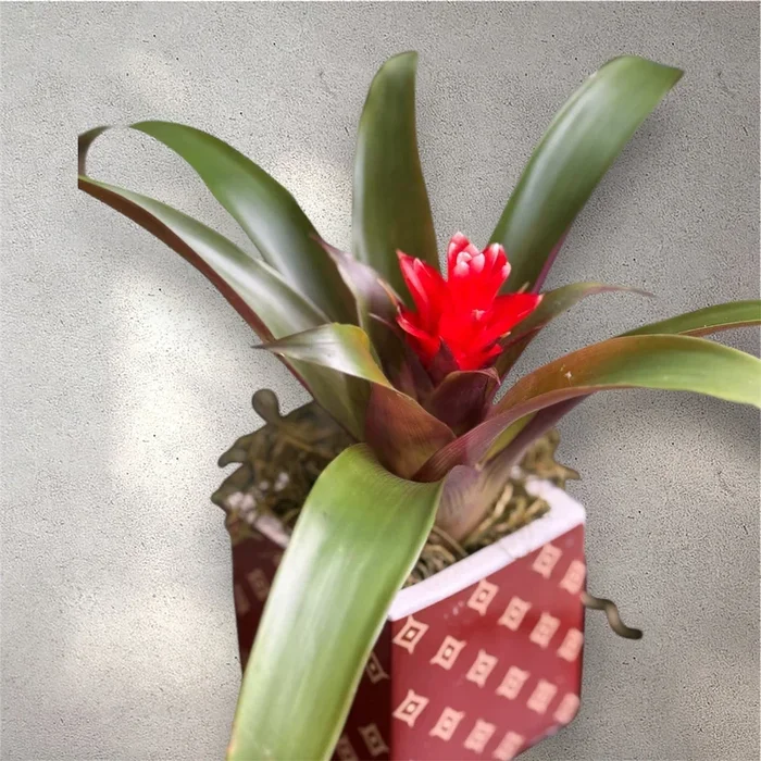 Bromelia