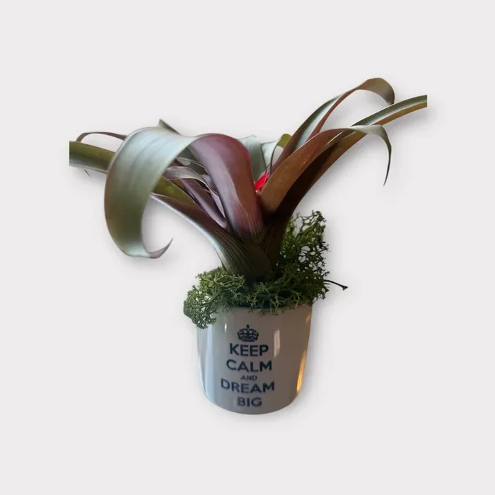 Bromelia vaso tazza