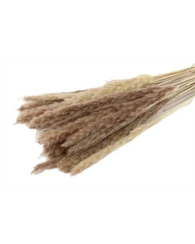 Bunch Fluffy Pampas 35gr 75-80 Natural