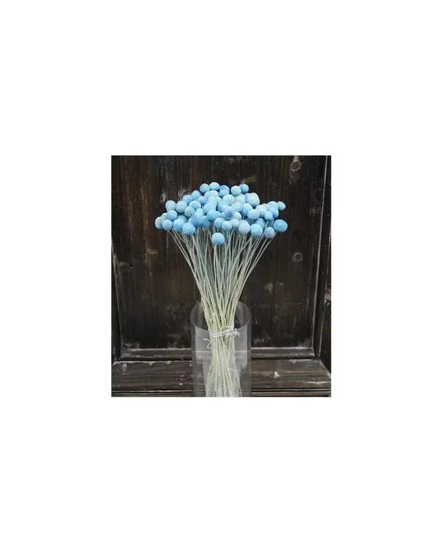 CF 10 PZ – CRASPEDIA BLUE MEDIO H.63 CM
