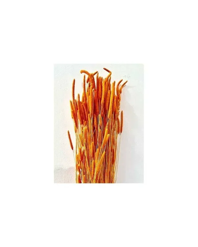 CF 100 GR. – MAZZO PHLEUM ESSICCATO H.38 – ARANCIO