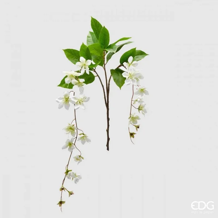 Clematis Viticella Ramo X2 | EDG