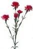Garofanella Rosa