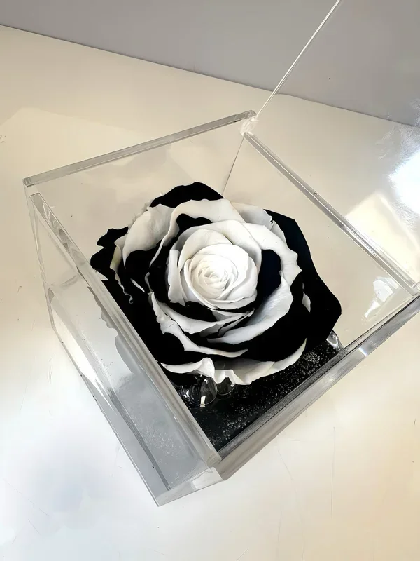 La Rosa bianco nera
