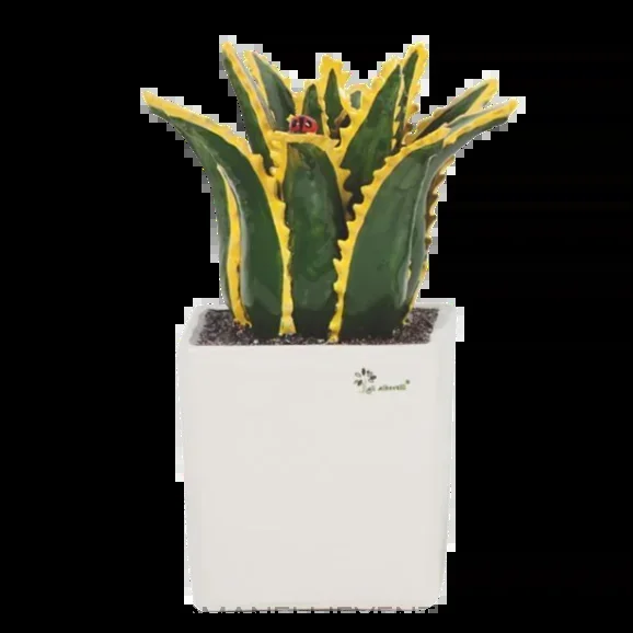 Pianta grassa grande – Agave