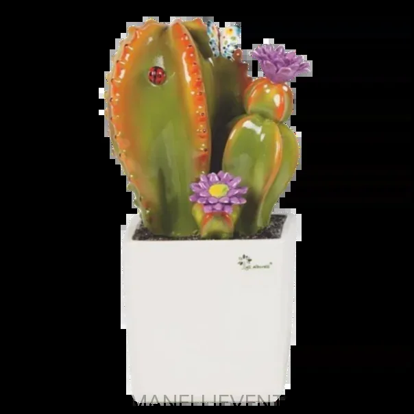 Pianta grassa grande – Astrophytum