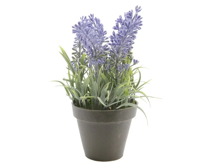 Pianta Lavanda 17 Cm In Vaso 1 Pezzo