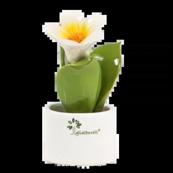 Pianta mignon Campanula
