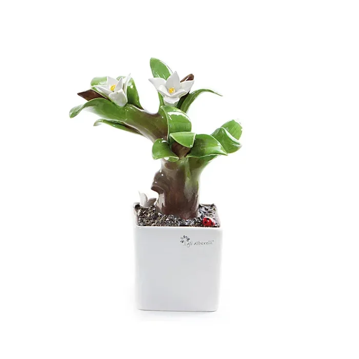 Pianta quadra magnolia – 3 Var. –
